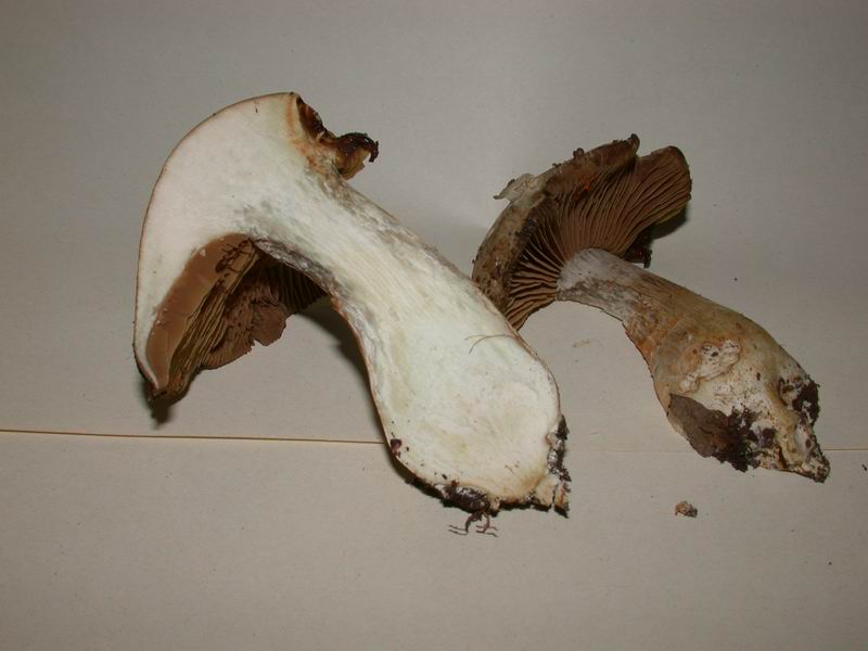 Cortinarius turgidus